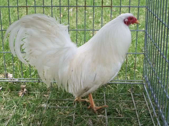 chicken024.jpg