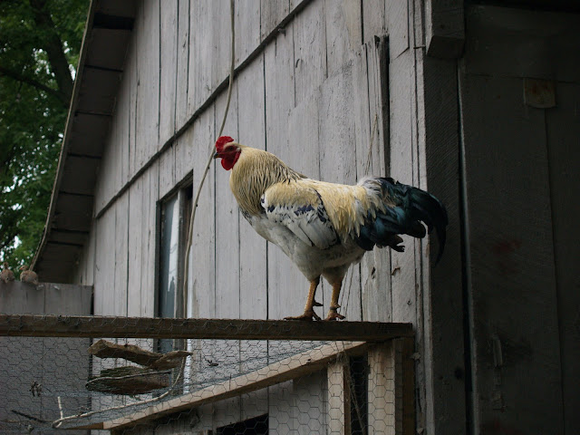 P1013751.JPG