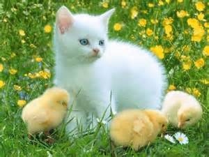 900x900px-LL-b1ae9da6_catandchicks.jpeg