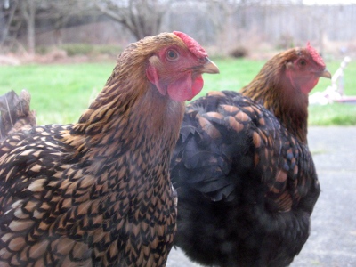 20090114_chickens_01.jpg