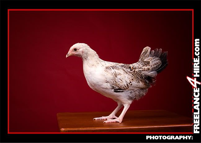 Dec08Chickens4849LRlogo.jpg