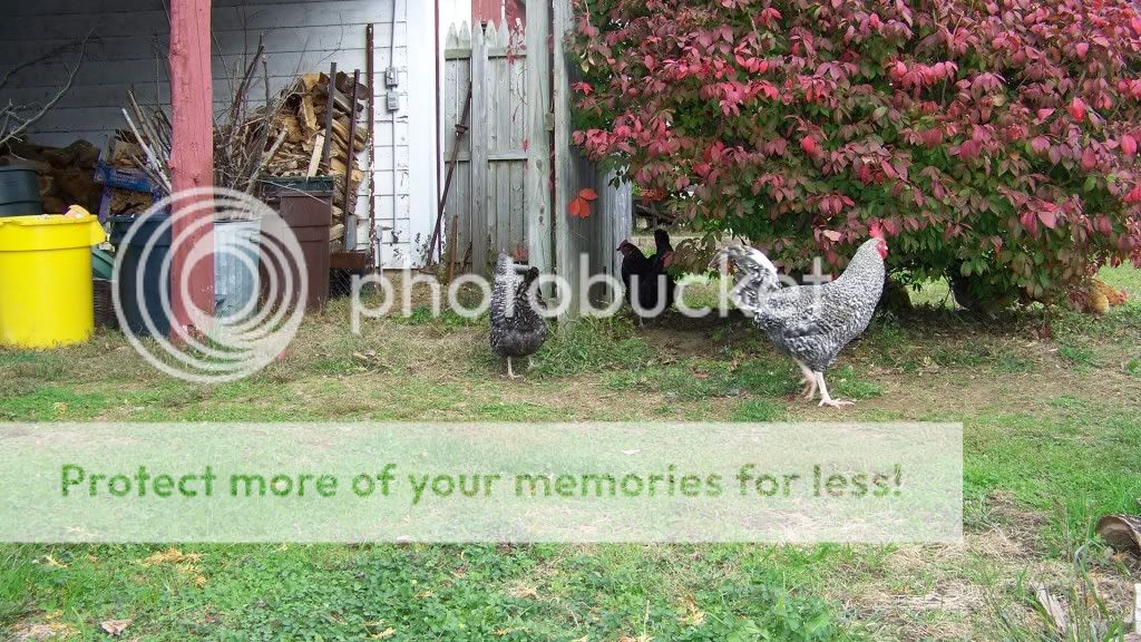 marans1.jpg