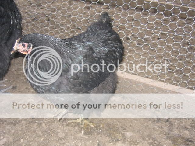 IMG_2095.jpg