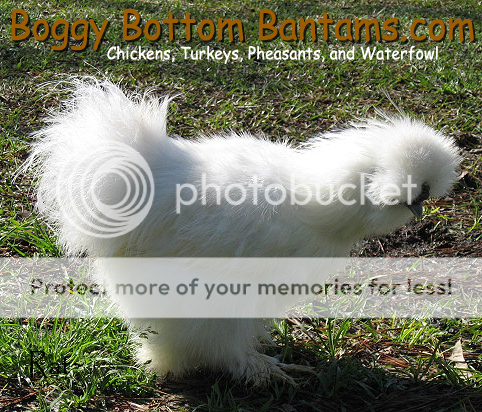 bbbsilky04.png