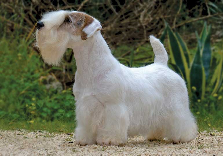 SealinghamTerrier-tile.jpg