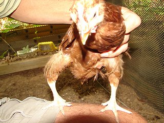 jsph_Slipped-Tendon.jpg
