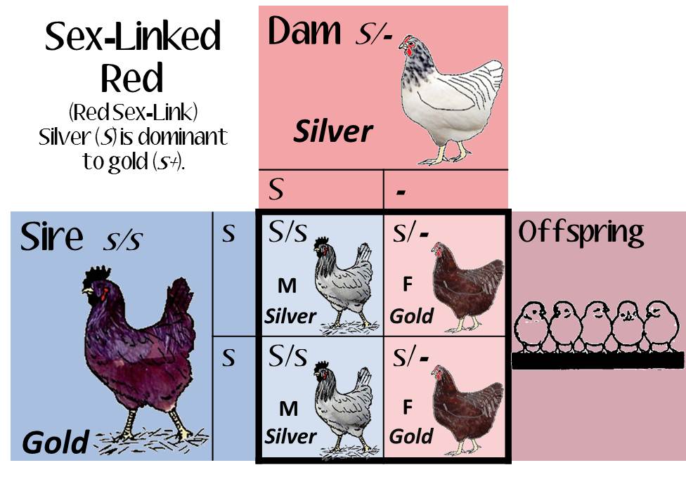 silver-red.jpg