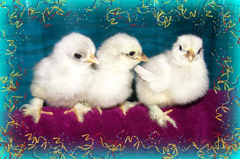 3chicks02.jpg
