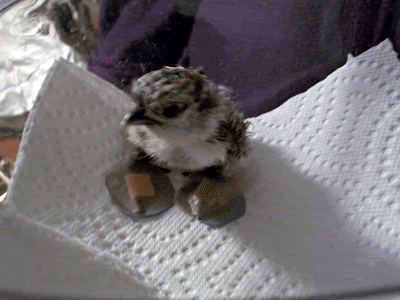 HappyFeets.gif