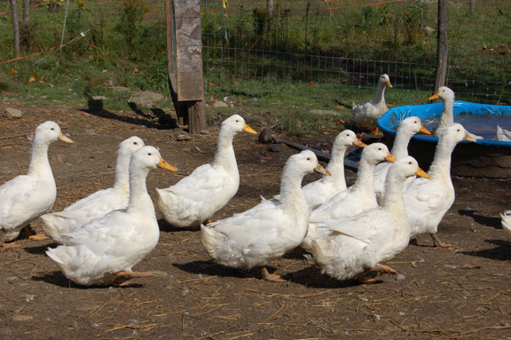 pekins.jpg
