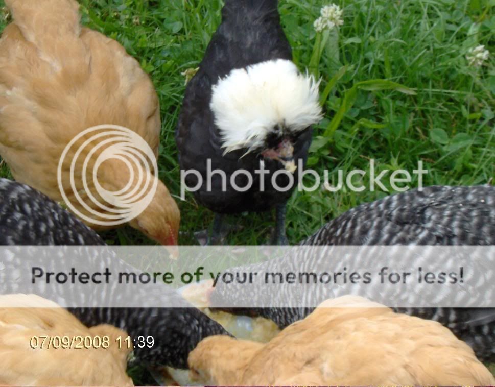 2008_0709chickens6wks0074.jpg