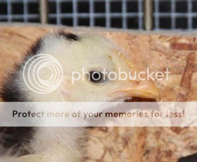 leghorn1.jpg