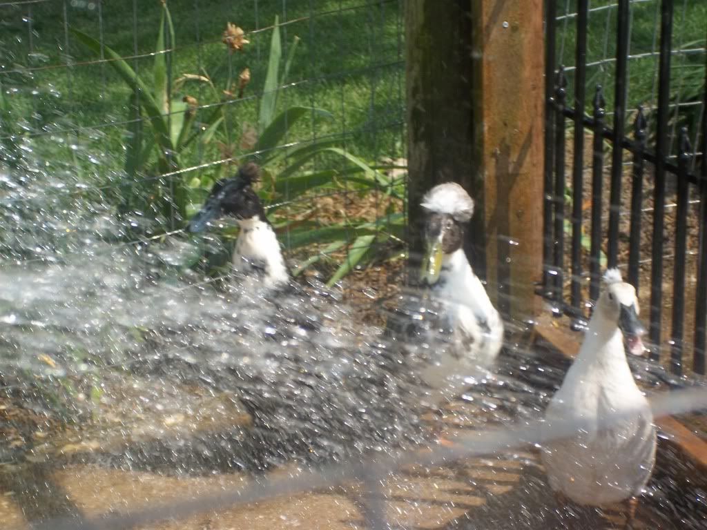 6-4-2011023.jpg