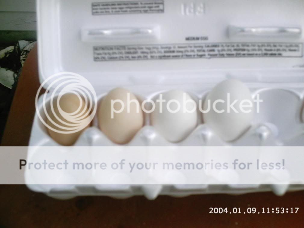 chicken333028.jpg