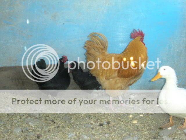 2009_0417chickens0007.jpg