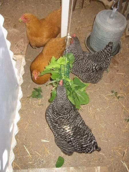 EatingGreens21909email.jpg