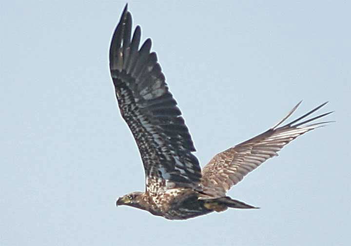 JuvenileSouthernBaldEagle.jpg