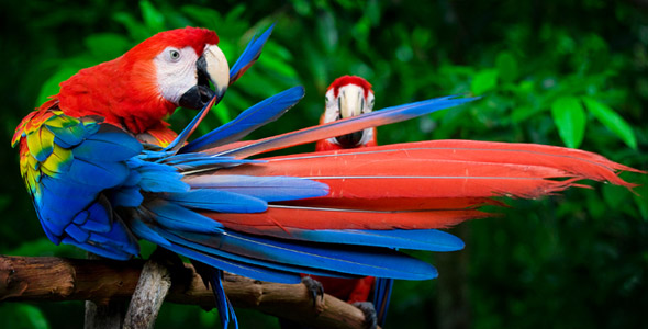bird2.jpg