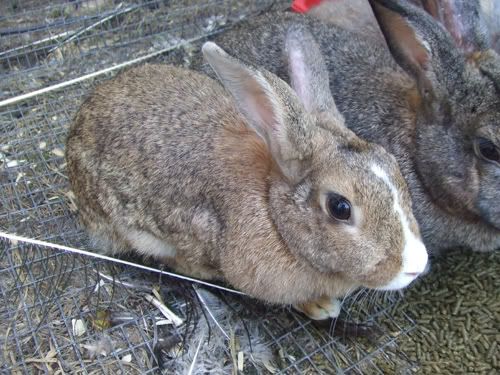 rabbitrabbitrabbit008.jpg
