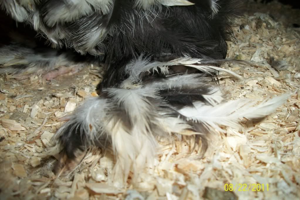 newchickensatmoms221.jpg