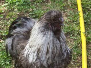 422chickens007.jpg