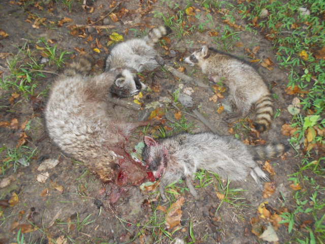 coon3.jpg