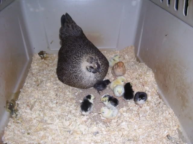 chicks017-3.jpg