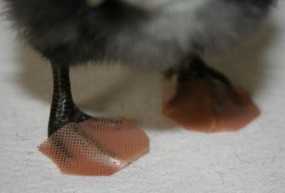 curlytoes2.jpg