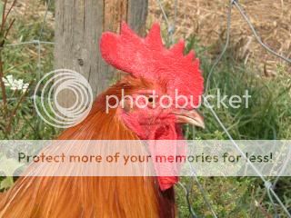 92009kittens-tudy-chickens132.jpg