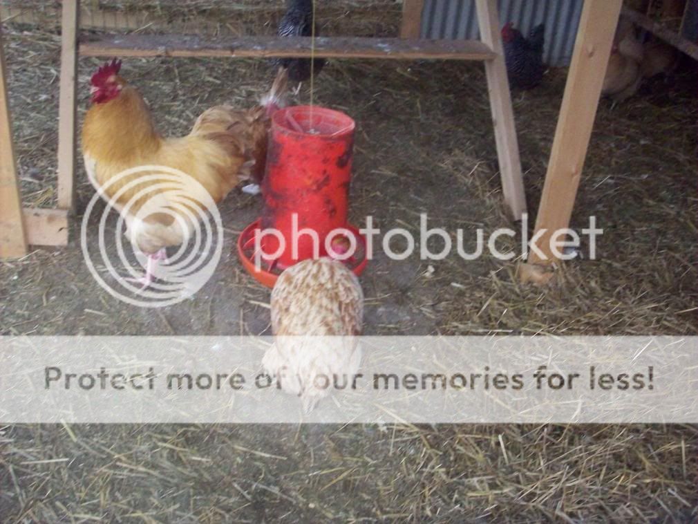 chickens076.jpg