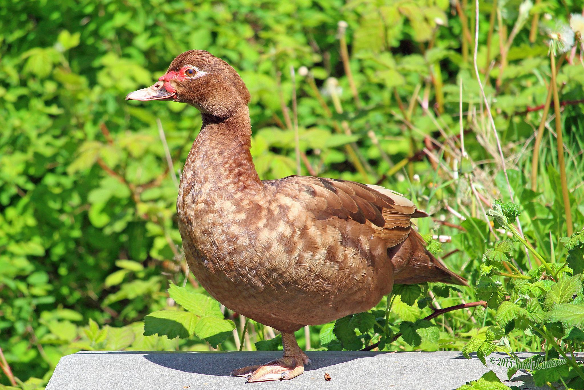 2015 Apr 22 Chocolate Muscovy Relaxing 9984 | Muscovy ducks, Muscovy duck,  B duck