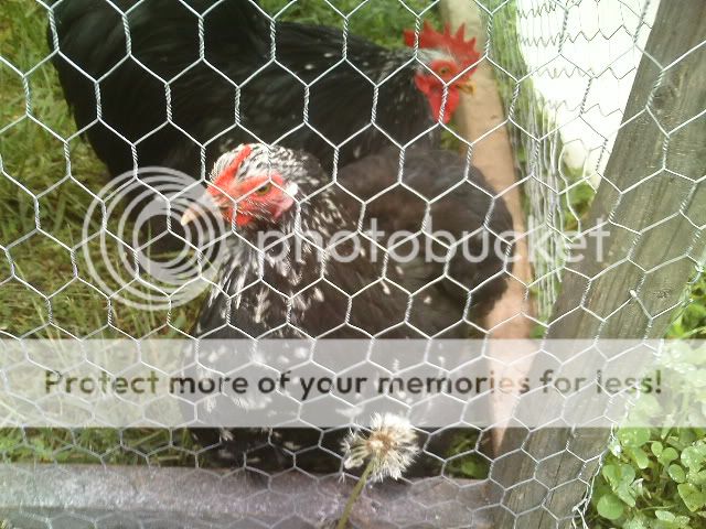 PICT0438.jpg