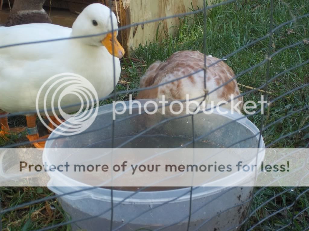 CallDucks030.jpg
