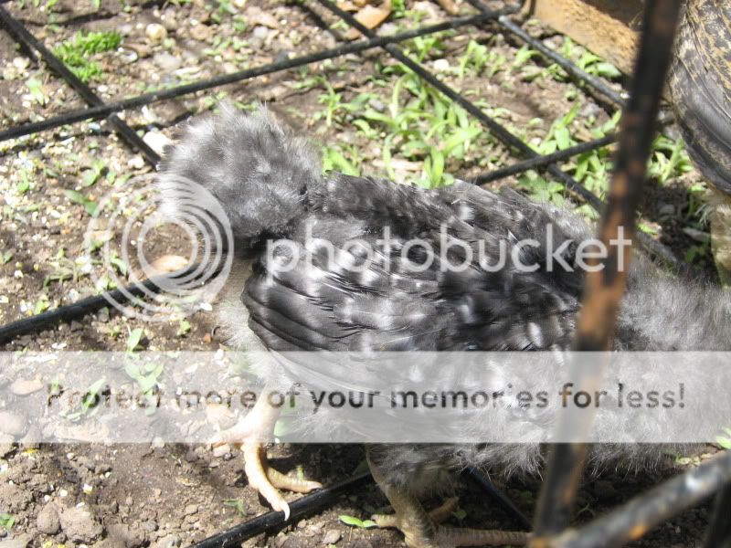 Chicks3Weeks013.jpg