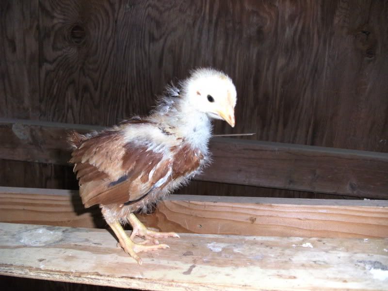 SANY0002.jpg