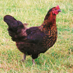 Bovans Nera Hybrid Hen