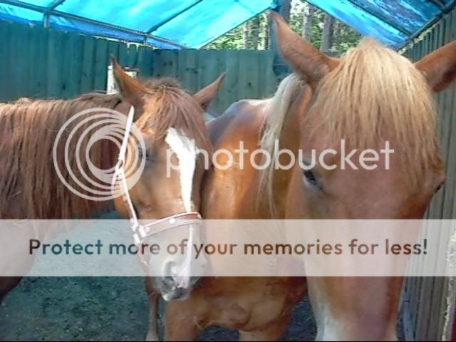 __-NEWhorses-__025002_0001.jpg