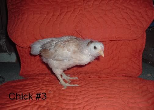 Ameraucanas006.jpg