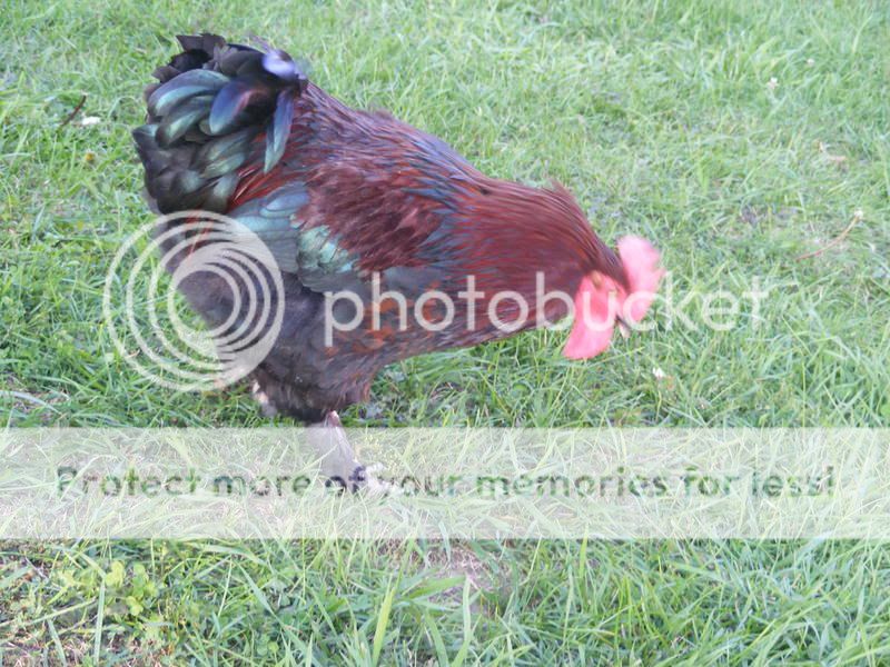 chickens008.jpg