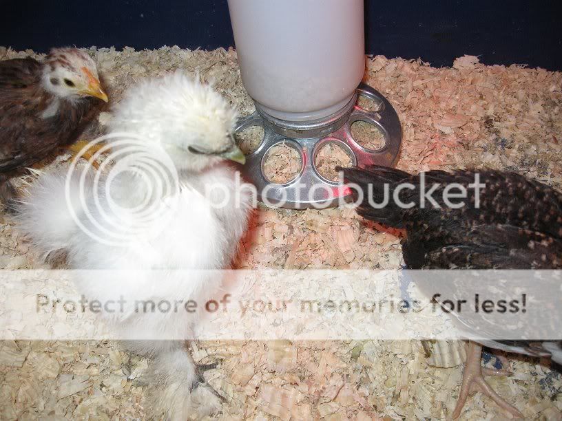 silkie1.jpg