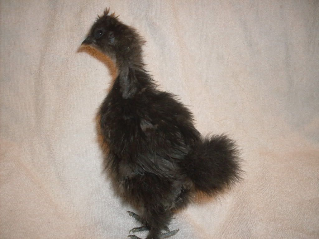 chicks1013-1.jpg
