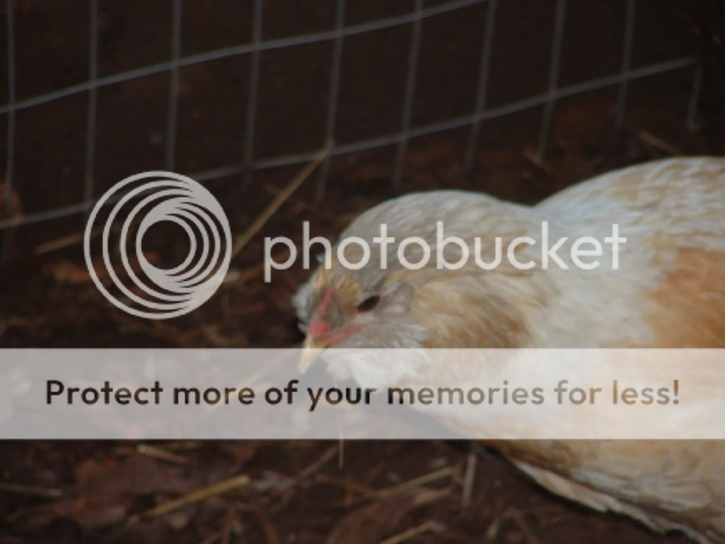 chickies097.jpg