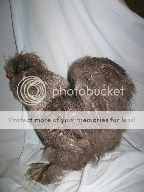 Augustsilkies049-1.jpg