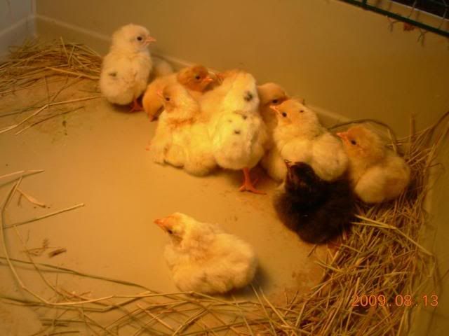 chicks812.jpg