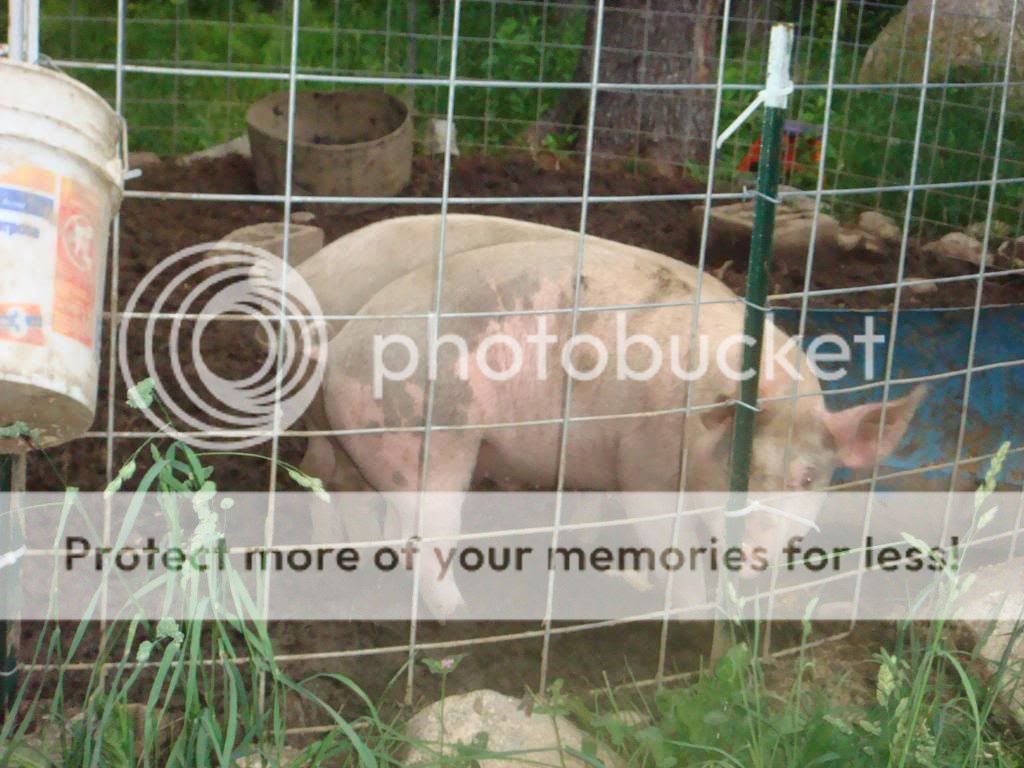 specialoandanimals120.jpg