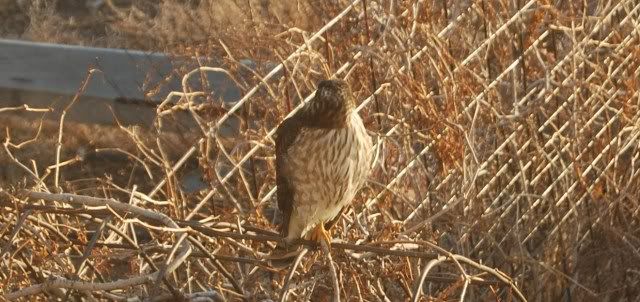 kestral010.jpg