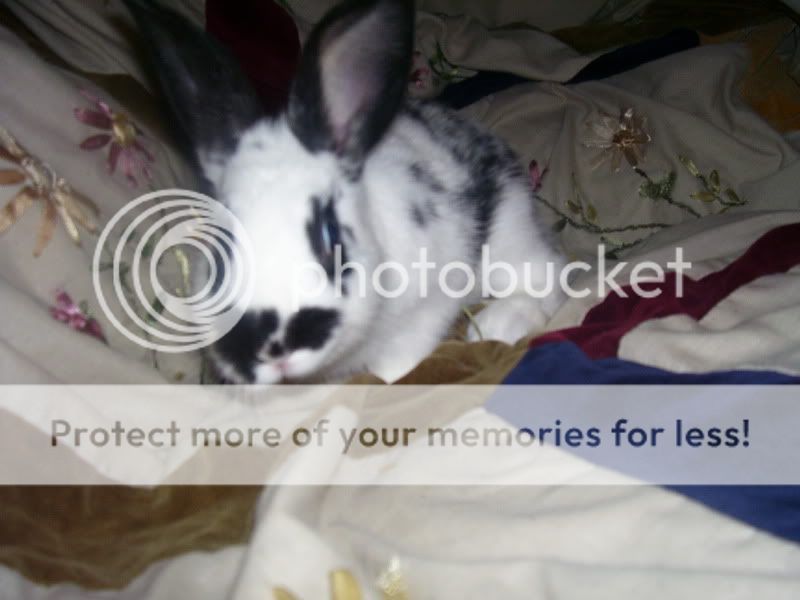 rabbits013.jpg