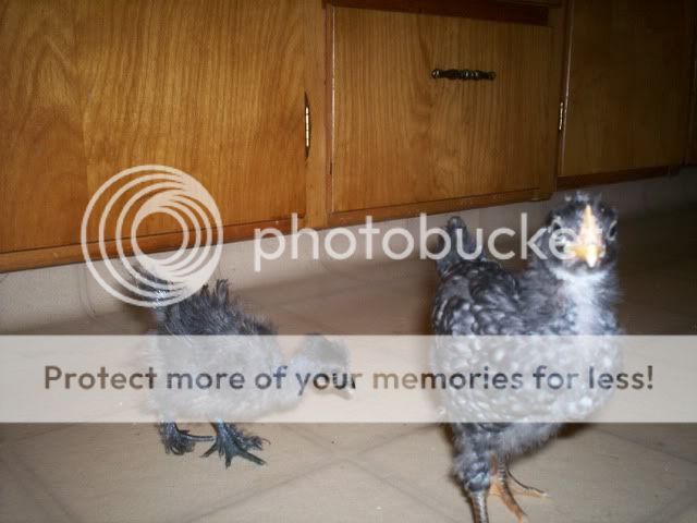101_0011.jpg
