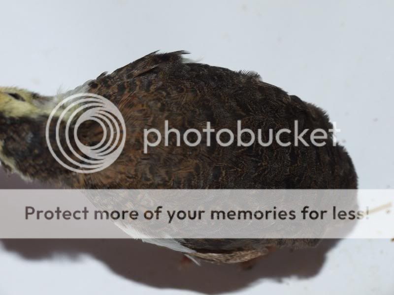 societypics058.jpg