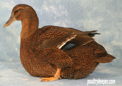 Rouen-Female-John-Hall-Best-of-Breed.jpg